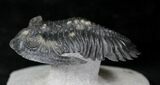 Flying Hollardops Trilobite Specimen - #20319-6